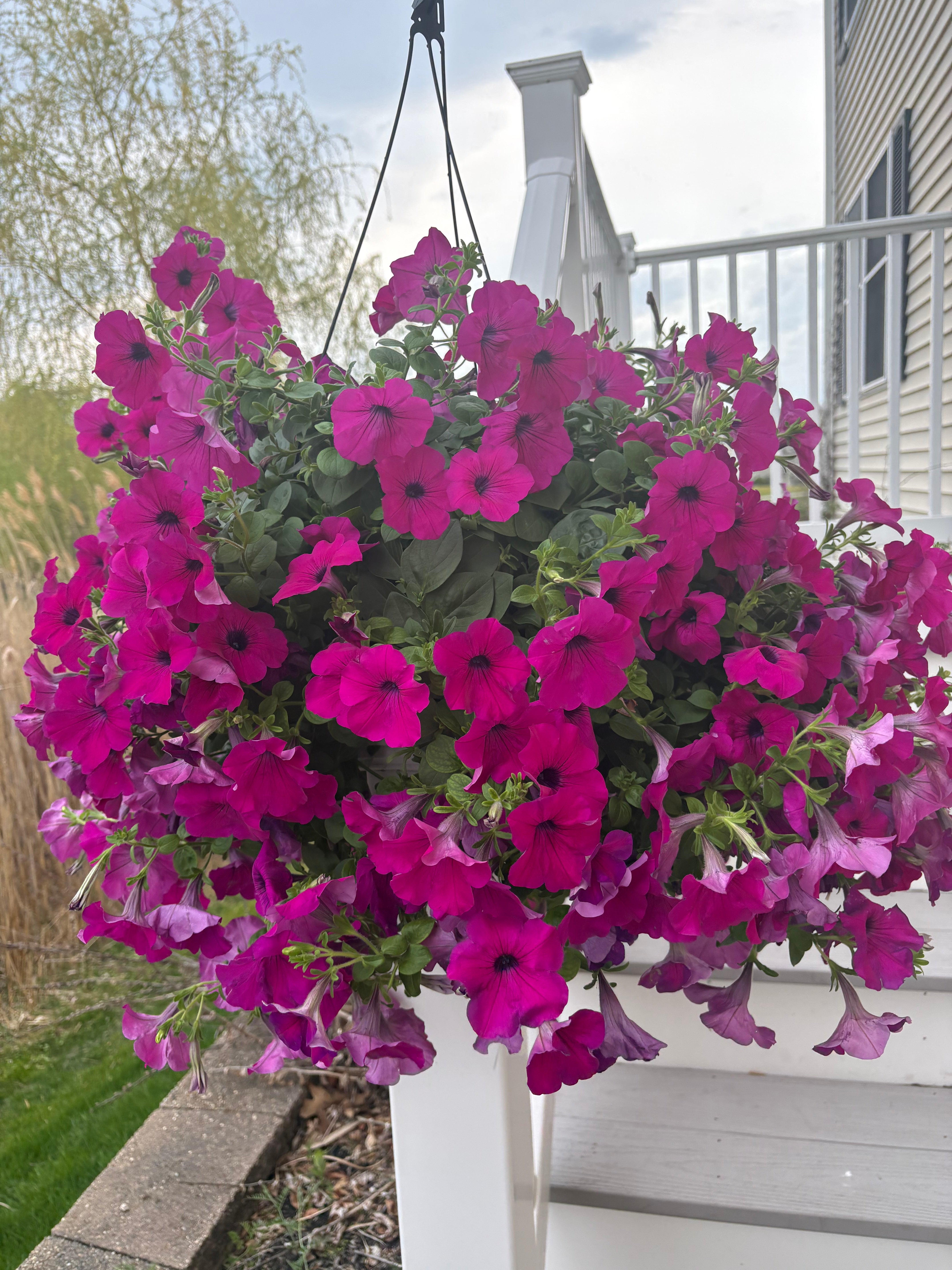Beautiful Hanging Petunia