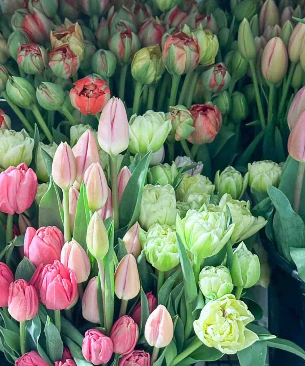 Tulips
